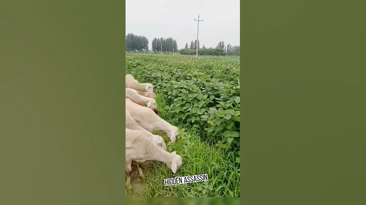 hidden assassin#pet #fyp #foryou #animals #viral #fypシ #lol #funny #funnyvideos #😂