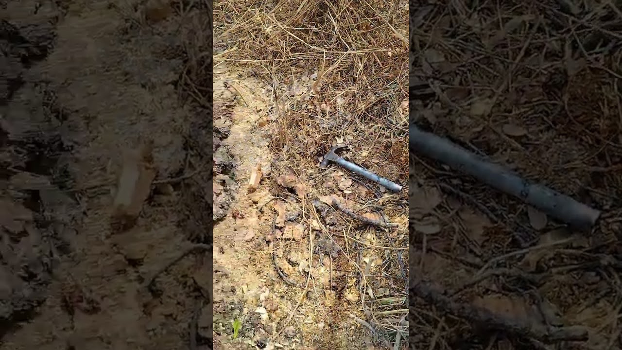 การตัดโค่นต้นไม้ใหญ่