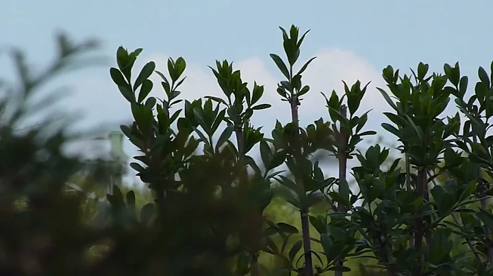 Panasonic Lumix TZ8 Video Samples Still good in  April 2022?