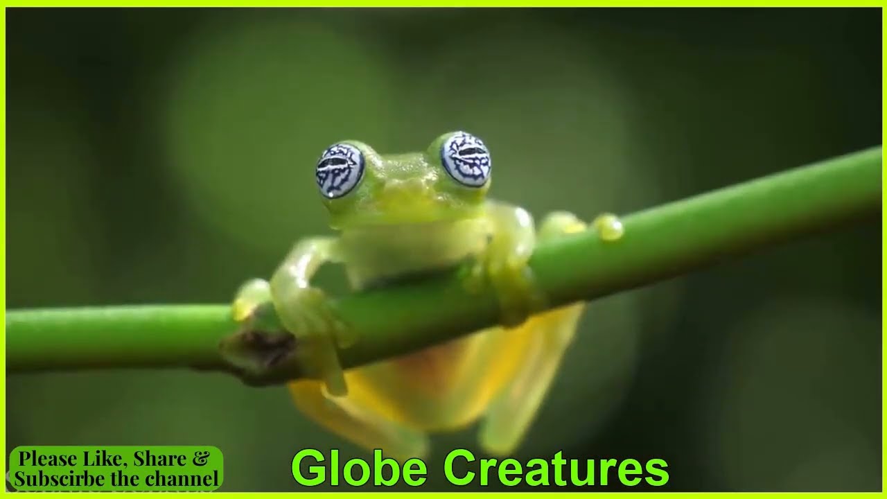 Globe Creature present.. Fabulous Frogs... Listen& enjoy the Creatures's sound..