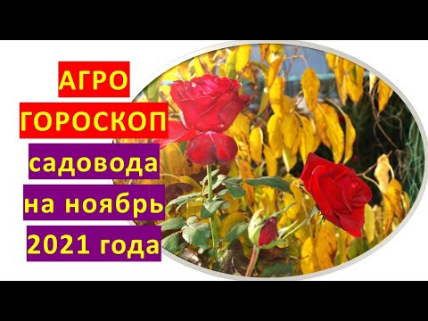 Video: Ноябрь эмнени билдирет?