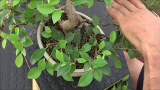 Ficus Tigeer Bak , despues de la tempestad viene la calma