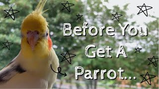 What You Need Before Buying A Parrot || Bird Check List by Soaring Wings Flock 8,451 views 3 years ago 10 minutes, 6 seconds