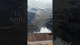 Norlissiecontact Wgood Vibes By Giulio Cercato Wwwnorlissieno