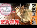 【緊急捕獲】突然真っ黒に汚れたシャーシャー猫ちゃんを綺麗にしたい！