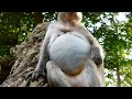 MG- So big baby in her stomach | Monkey nearly giving newborn birth | Rosa baby too big one