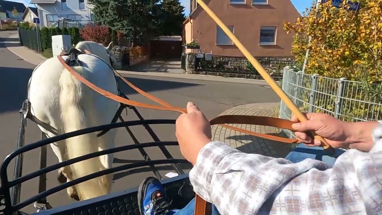 Kutschenmario einspännig anschirren Teil 2 - mit kurzer Fahrt durch Erfurt Marbach und abschirren