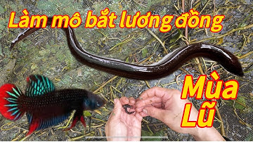 “ xúc mô bất lươn đồng mùa lũ về /săn bắt đồng quê”