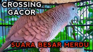 PERKUTUT CROSSING GACOR SUARA BESAR MERDU,