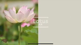 Lotus -Today's Flower-                            ⚫︎Mar.25.2022⚫︎