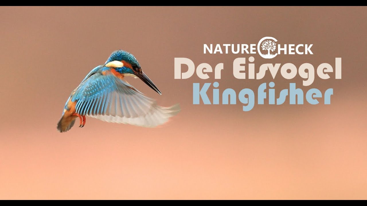 camera iphone 8 plus apk Der Eisvogel - The Kingfisher