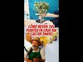Cómo nutrir tus plantas en casa sin gastar dinero