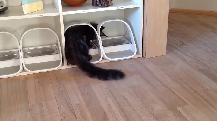 Watch the video about Surefeed Microchip Pet Feeder vs. Maine Coon kitten