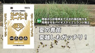 ネギ苗・夏の育苗・夏越しもガッチリ】バイオスティミュラント培土