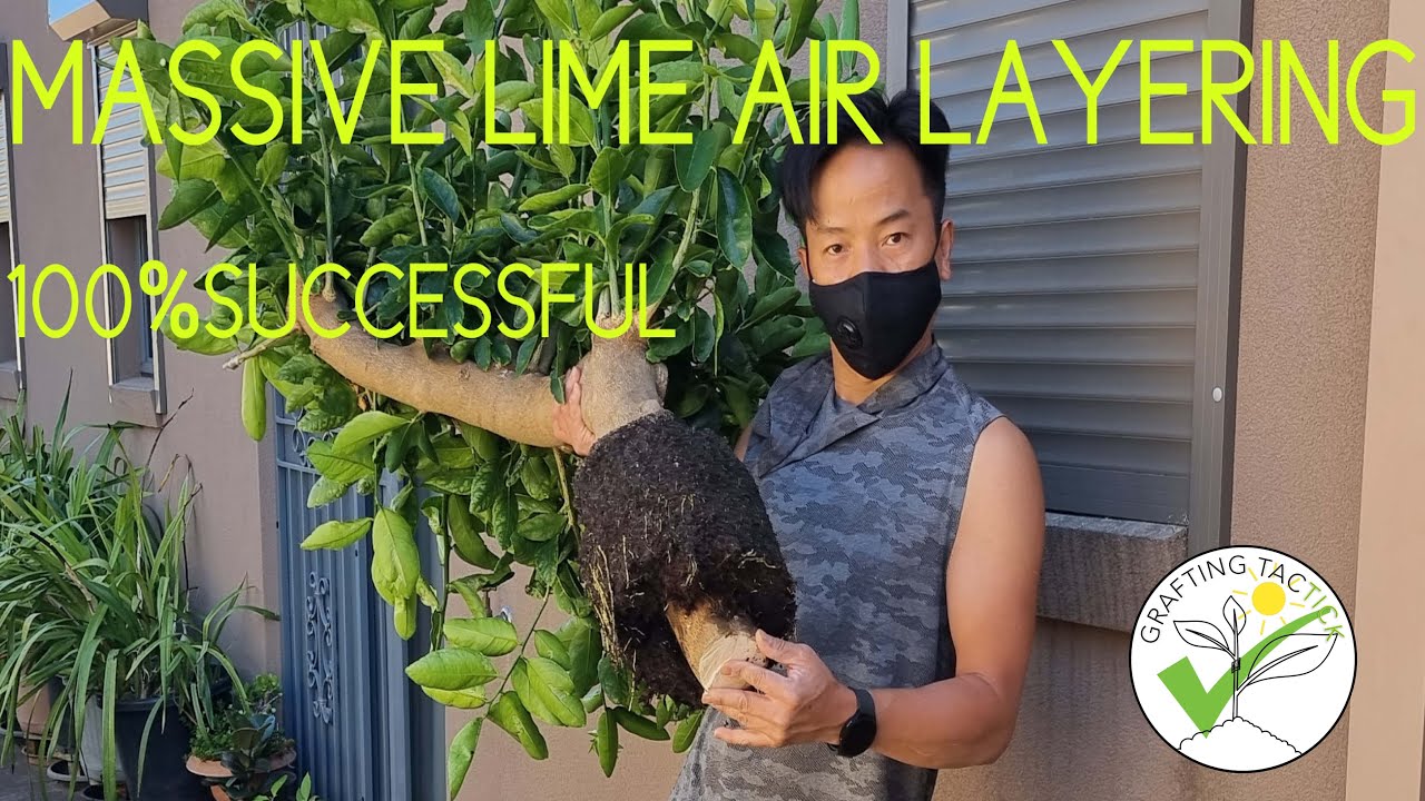 Метод воздушных отводков «липа»