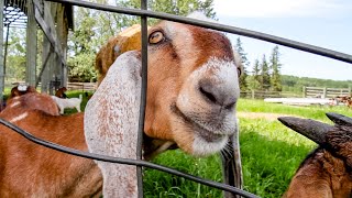 Brambles Nubian Goats by Prairie Farm Report 38,393 views 4 years ago 6 minutes, 17 seconds