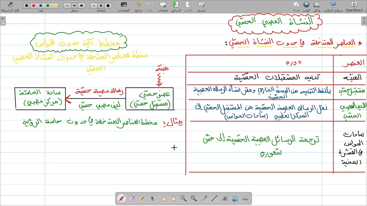 مراجعة الاتصال العصبي رابعة متوسط (الجزء الثاني)