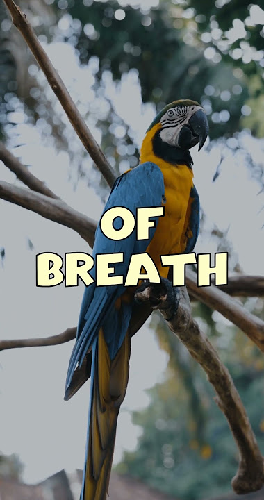 🐦 Beware of Bird Fancier's Lung: Hazards of Bird Exposure