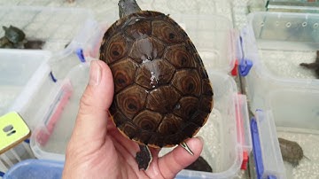 Giới thiệu Tên Rùa kèm giá bán của Ú Ù PETSHOP trong tháng 6-2020