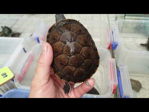 Giới thiệu Tên Rùa kèm giá bán của Ú Ù PETSHOP trong tháng 6-2020 Giới thiệu Tên Rùa kèm giá bán của Ú Ù PETSHOP trong tháng 6-2020