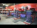 КАК СОРТИРУЮТ ЧЕСНОК? КФХ Игоря Дмитриева