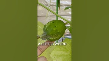 Is this how cucumbers suppose to look? #garden #plants #cucumber #weird
