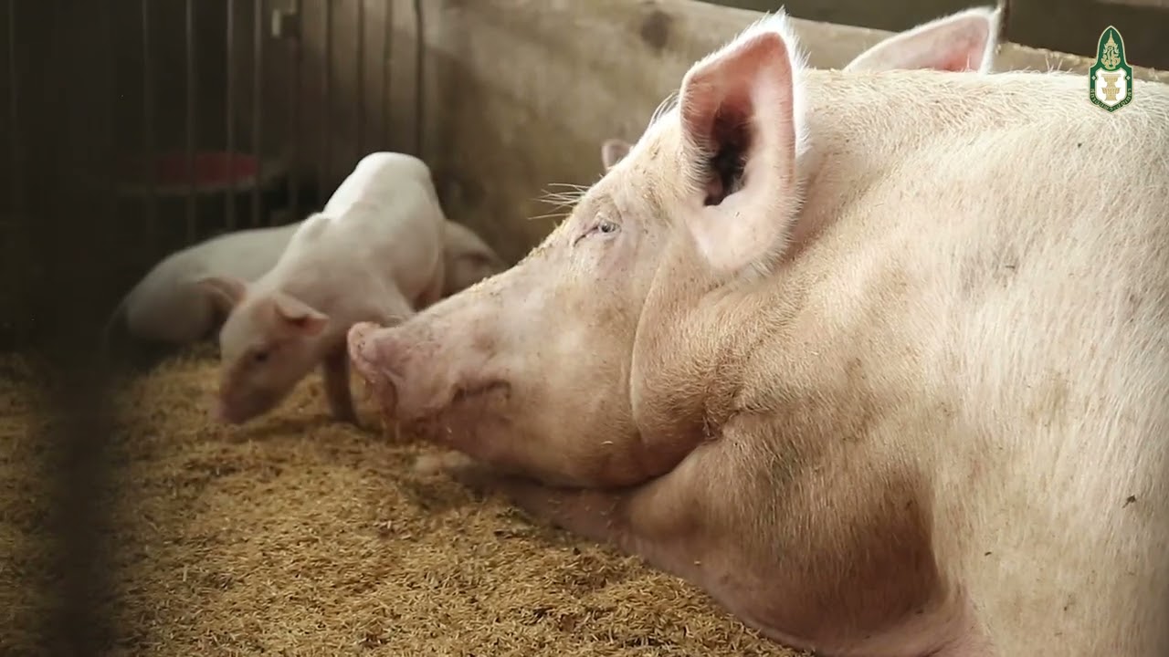 CGA MC David - โครงการการส่งเสริมการเลี้ยงหมูหลุม