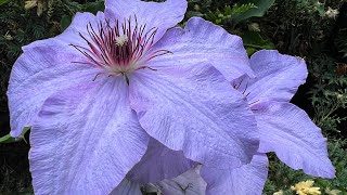 Gorgeous Clematis Tour