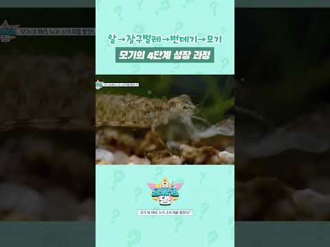 🦟 모기는 도대체 어떻게 태어나는 걸까?! #shorts