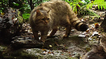 Come riconoscere un gatto randagio da uno domestico?