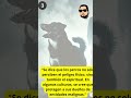 Los perros y lo paranormal 🐕