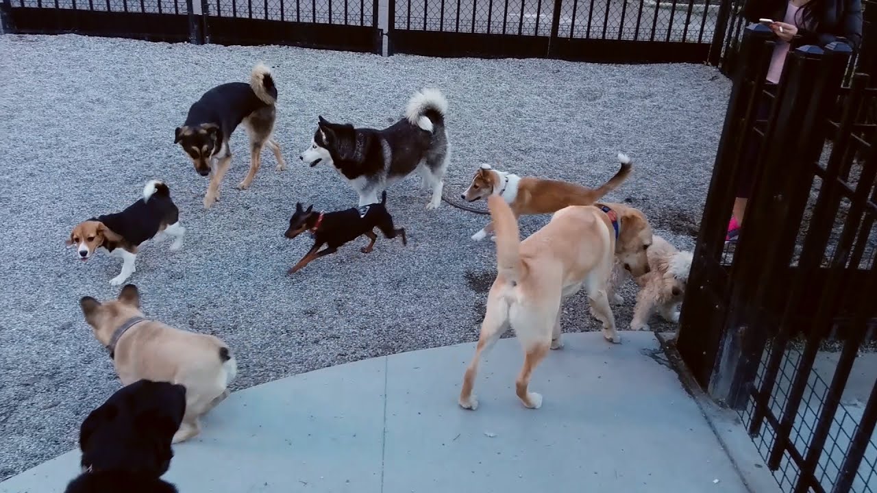 Rylee And Other Dogs Playing At Emery Barnes Park In Yaletown