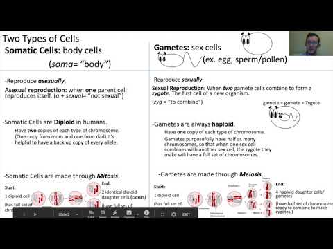 Somatic Cells vs. Gametes
