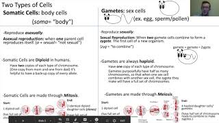 Somatic Cells Vs. Gametes