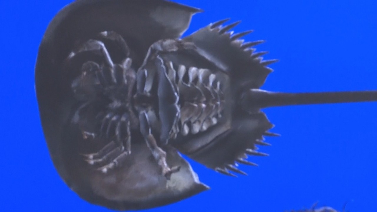 Observe Horseshoe Crabs from Every Angle! Company Donates 3D Data
