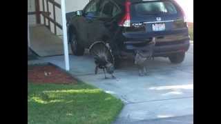 Turkeys attacking car