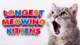 Kittens meows for 10 hours by Good Story 13,811 views 3 years ago 10 hours