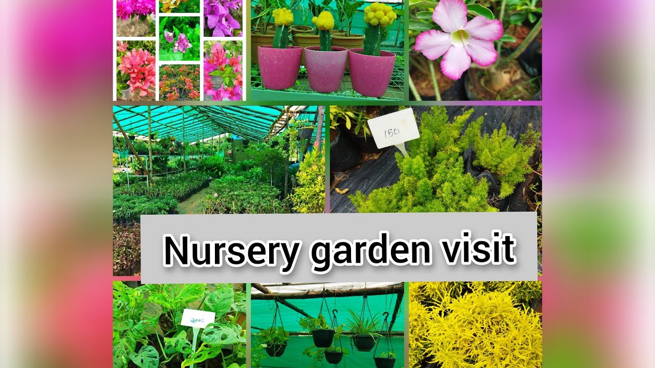 Nursery garden visit indoor and outdoor plants plants name & price