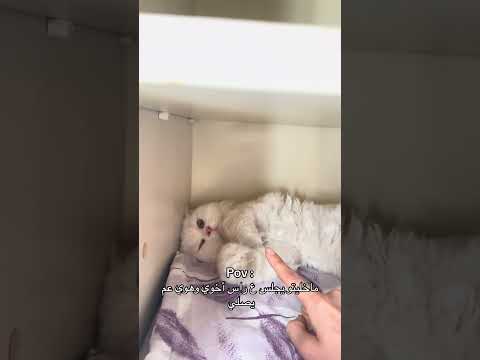 امانه شوفو نظراتو فطست       