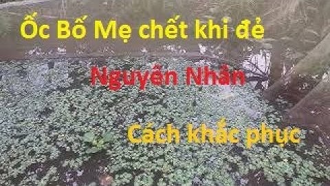 Ốc bố mẹ đẻ bị chết. Cách khắc phục