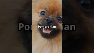 Top 10 Richest Pets In The World Will Shock You