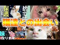 猫達が初めて我が家にやってきた瞬間をまとめてみました!【年末総集編】