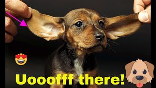 Funniest Dachshund Wiener Dog Compilation 2019 | Funny Dogs Pet Videos Part 2
