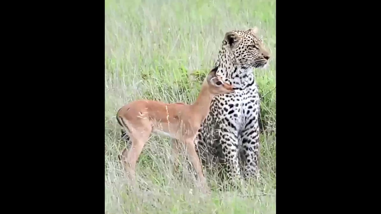 FRIEND or FOOD ?! | Leopard | Impala | Leopard Attack | Wildlife