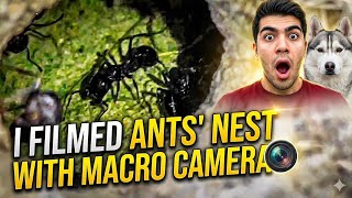 I filmed an ant nest using a macro camera. 🐜