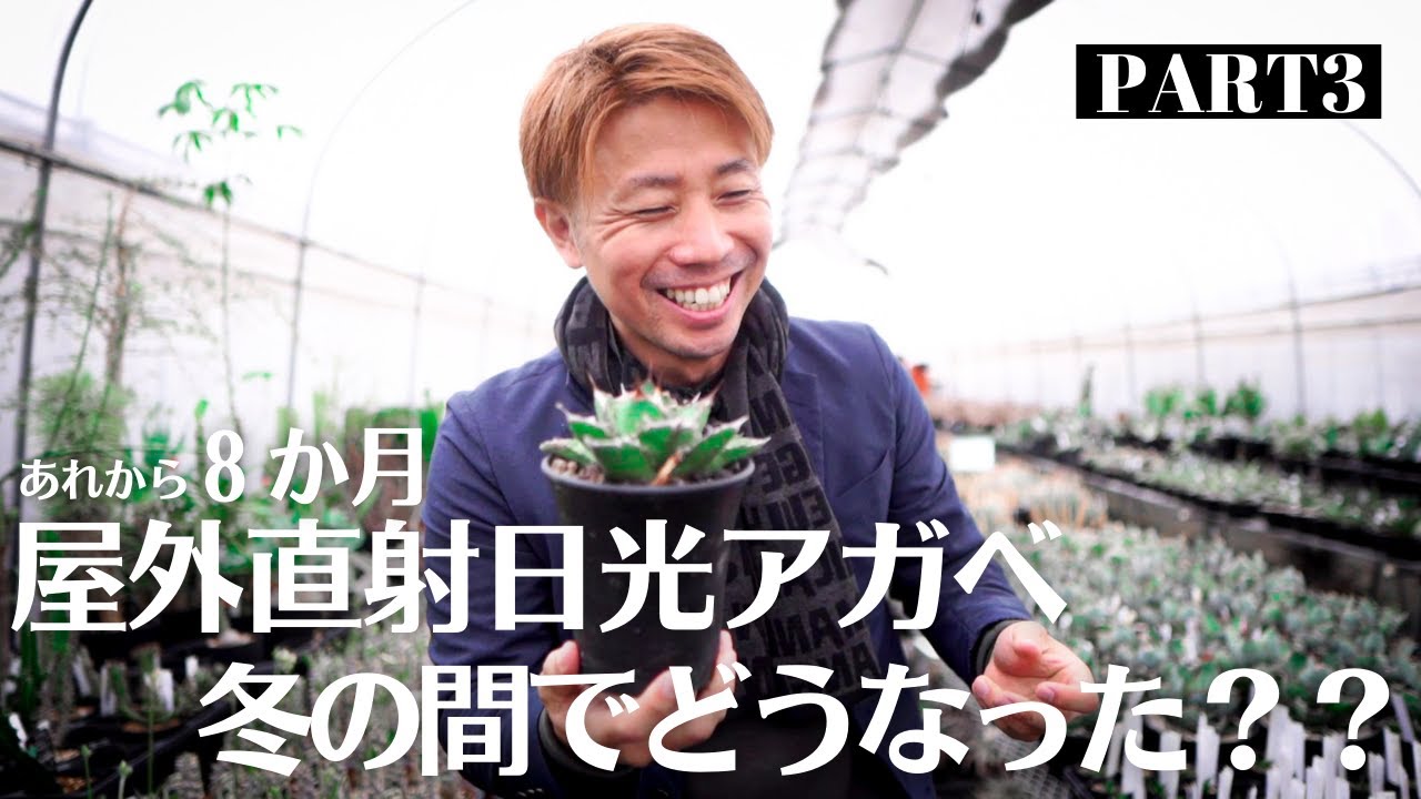 あれから8ヶ月！【アガベ無限に増やす】さらに現状の白鯨の子株の