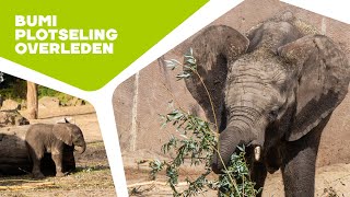 Afrikaanse Olifant Bumi Overleden Aan Eehv Virus