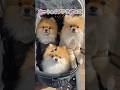 カートって便利♪ #pomeranian #ポメラニアン #犬 #多頭飼い #博美犬