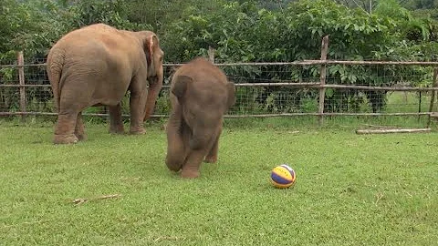 Baby Elephant Sa Ngae (Jai dee) Enjoying Play Time With A Tiny Ball