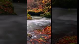 [Samsung Theme-Live Wallpaper] Autumn Creek